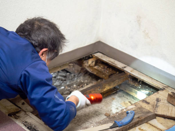 Professional Mold Removal in Oceanside, NY