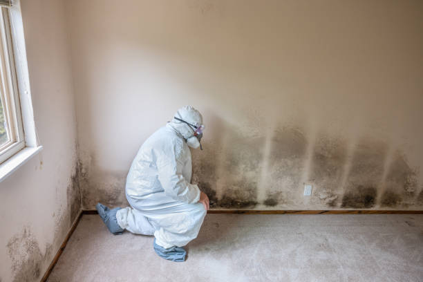 Best Attic Mold Removal  in Oceanside, NY